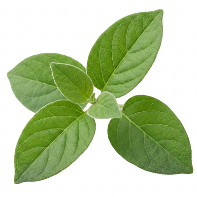 Gymnema sylvestre
